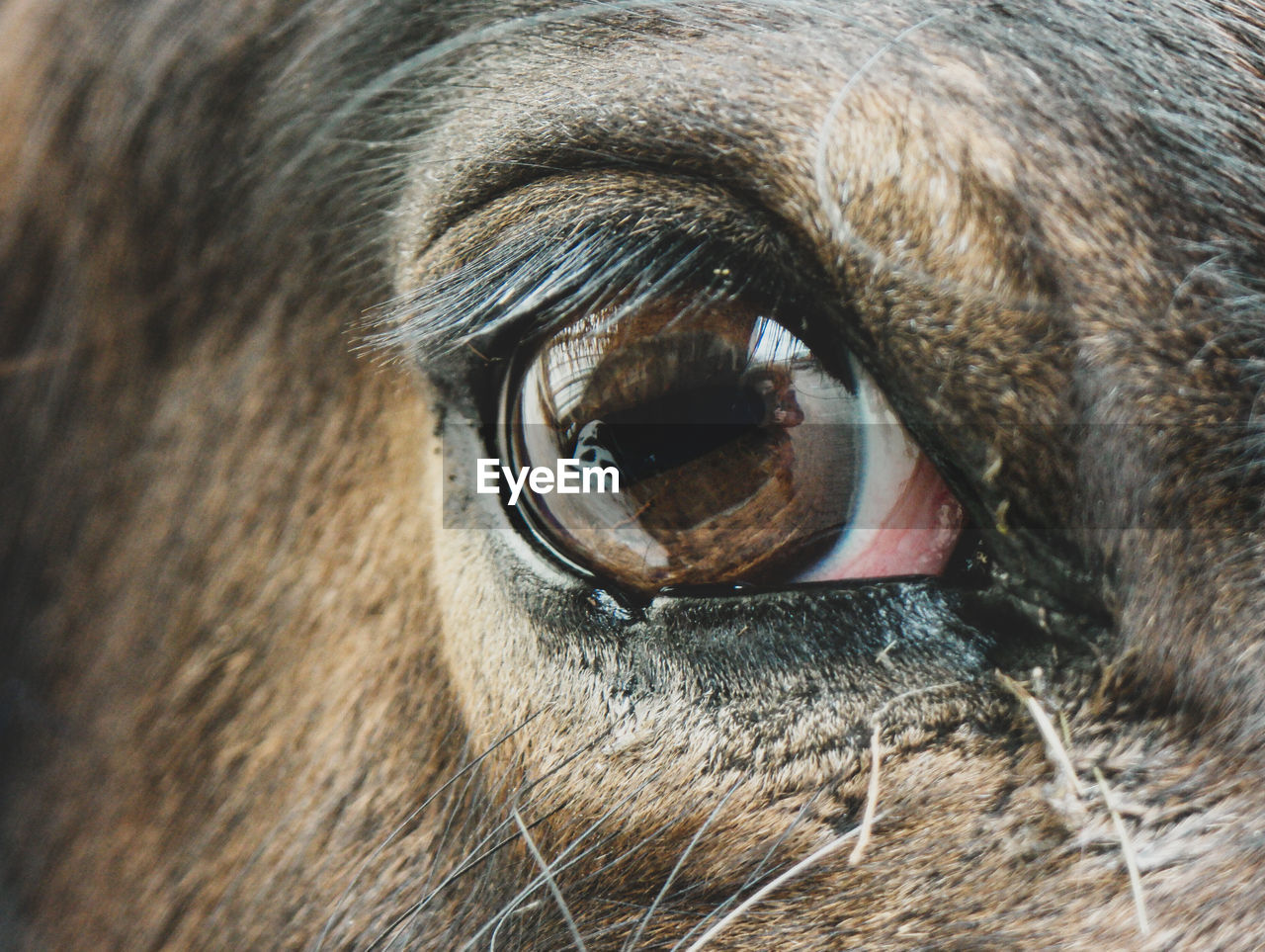 Close-up of horse eye