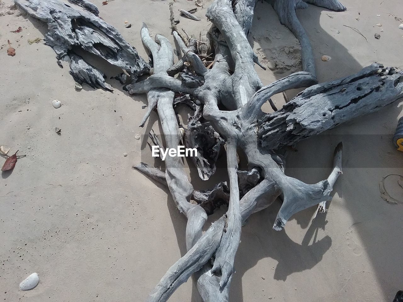 HIGH ANGLE VIEW OF DRIFTWOOD ON SAND AT BEACH