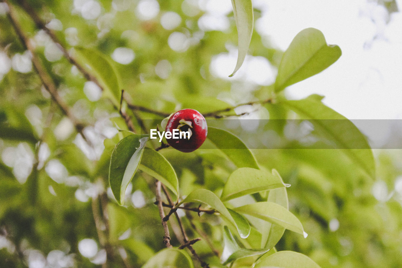 CLOSE-UP OF LADYBUG ON TREE