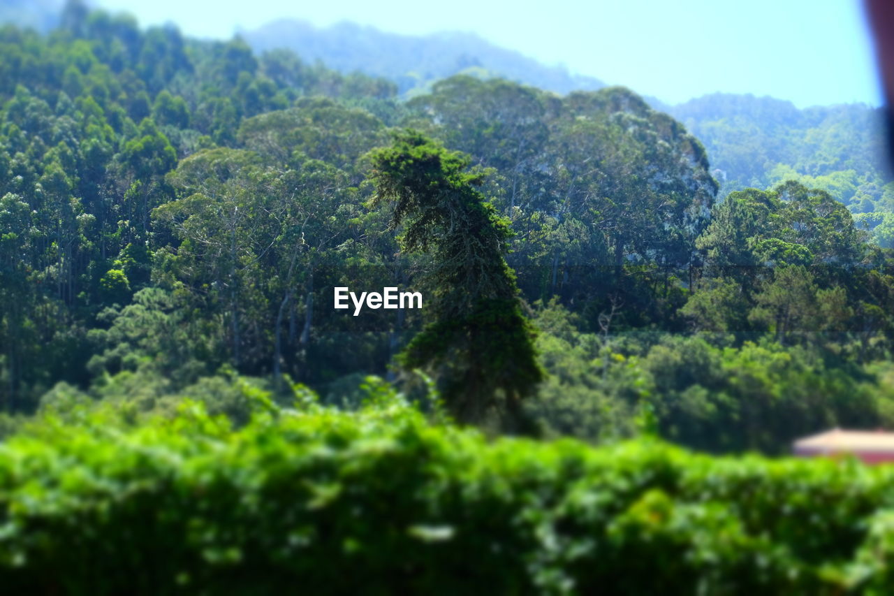 SCENIC VIEW OF MOUNTAIN