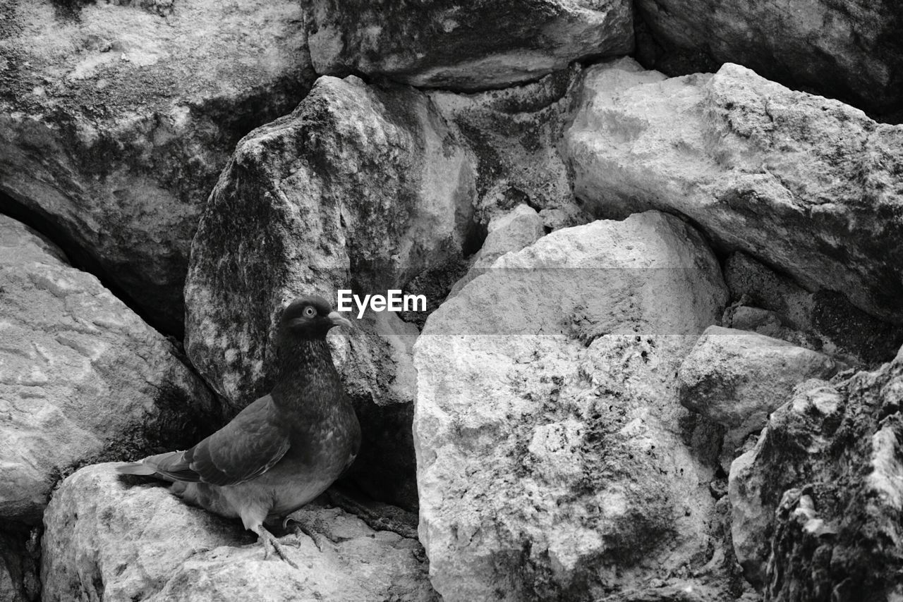 Pigeon on rock