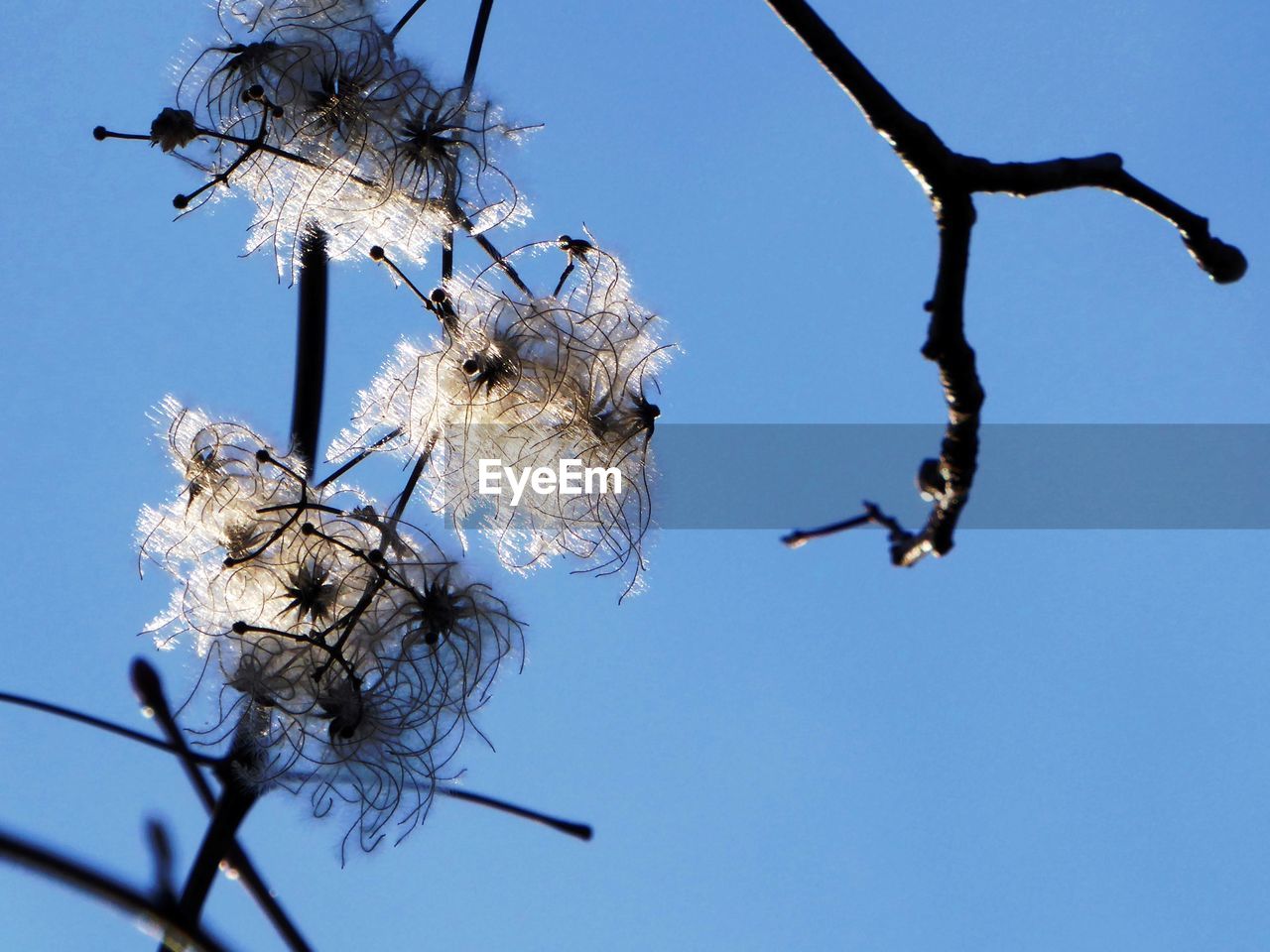 Low angle view of flower tree against clear blue sky