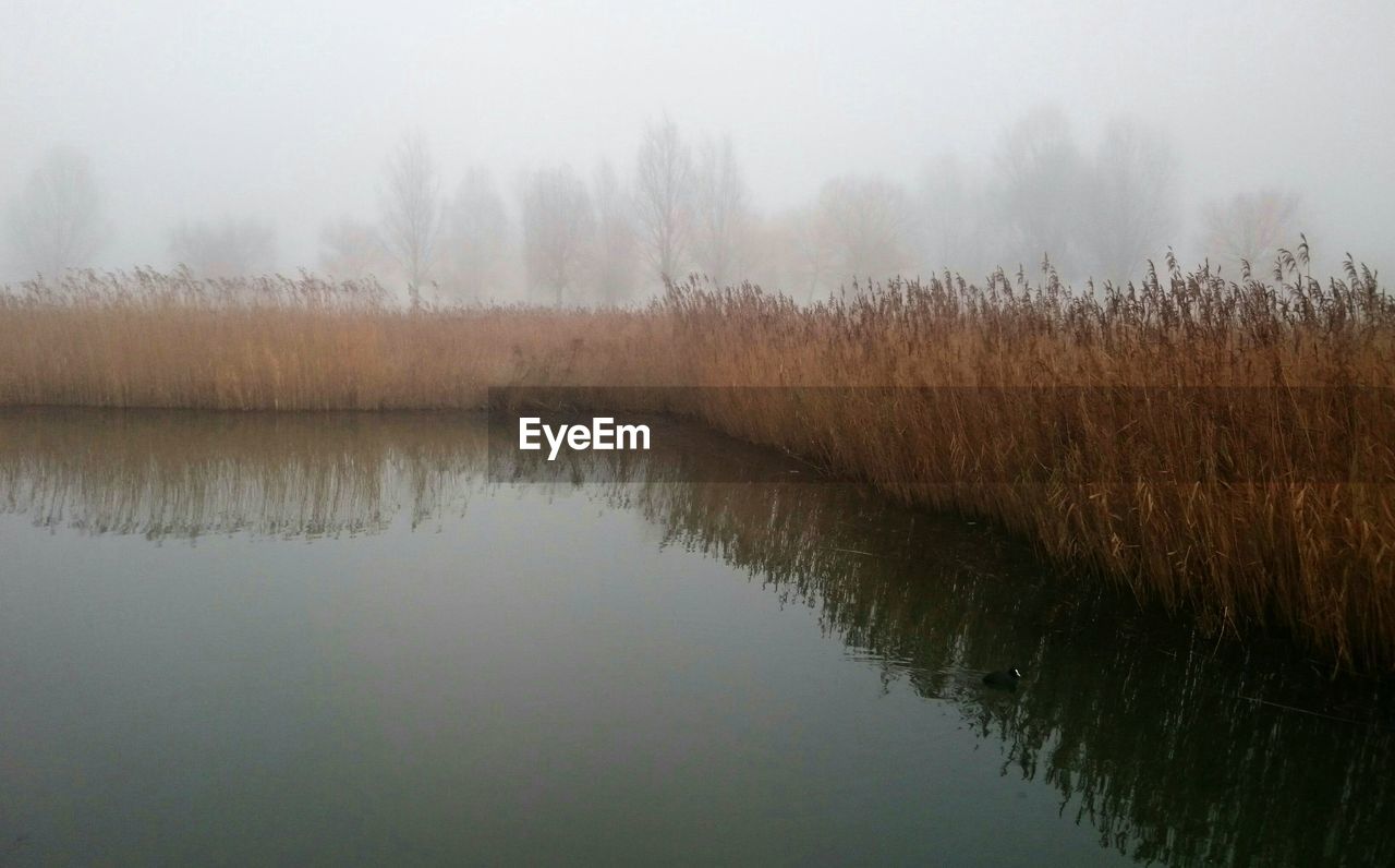 SCENIC VIEW OF LAKE AGAINST TREES