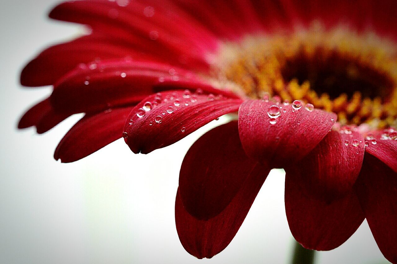 Close-up of water drops on pink flower