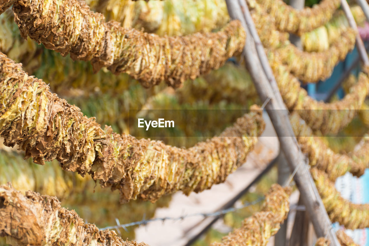 CLOSE-UP OF FRESH CORN