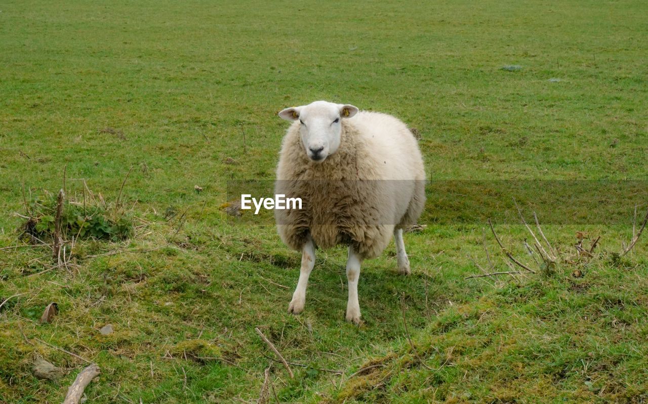 SHEEP STANDING IN FARM