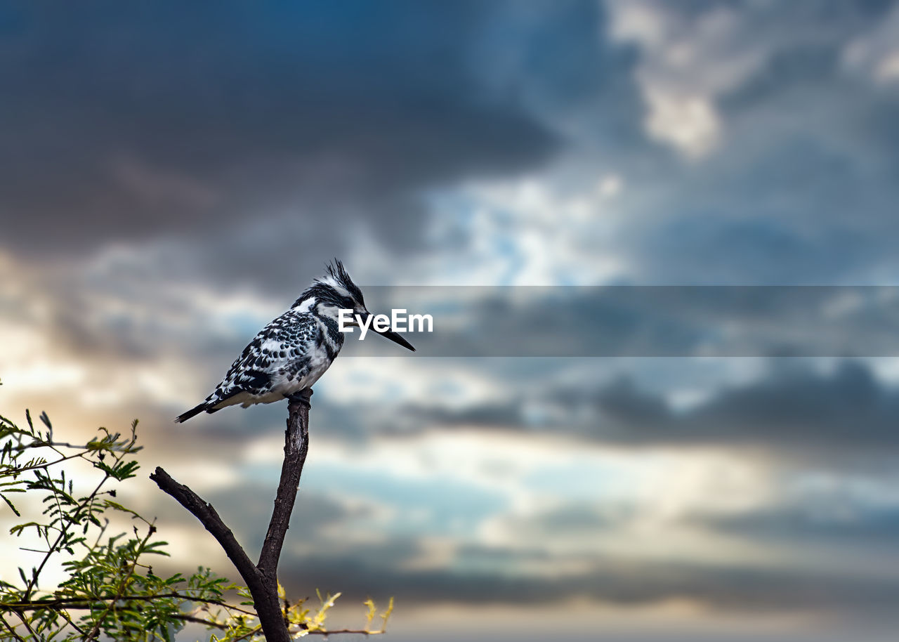 View of white pied kingfisher in keoladeo national park 