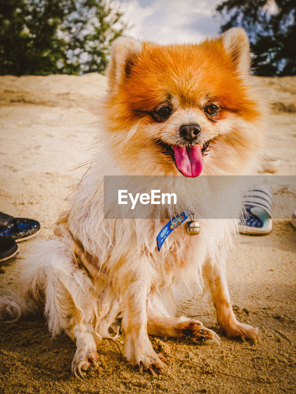 CLOSE-UP OF DOG ON FIELD