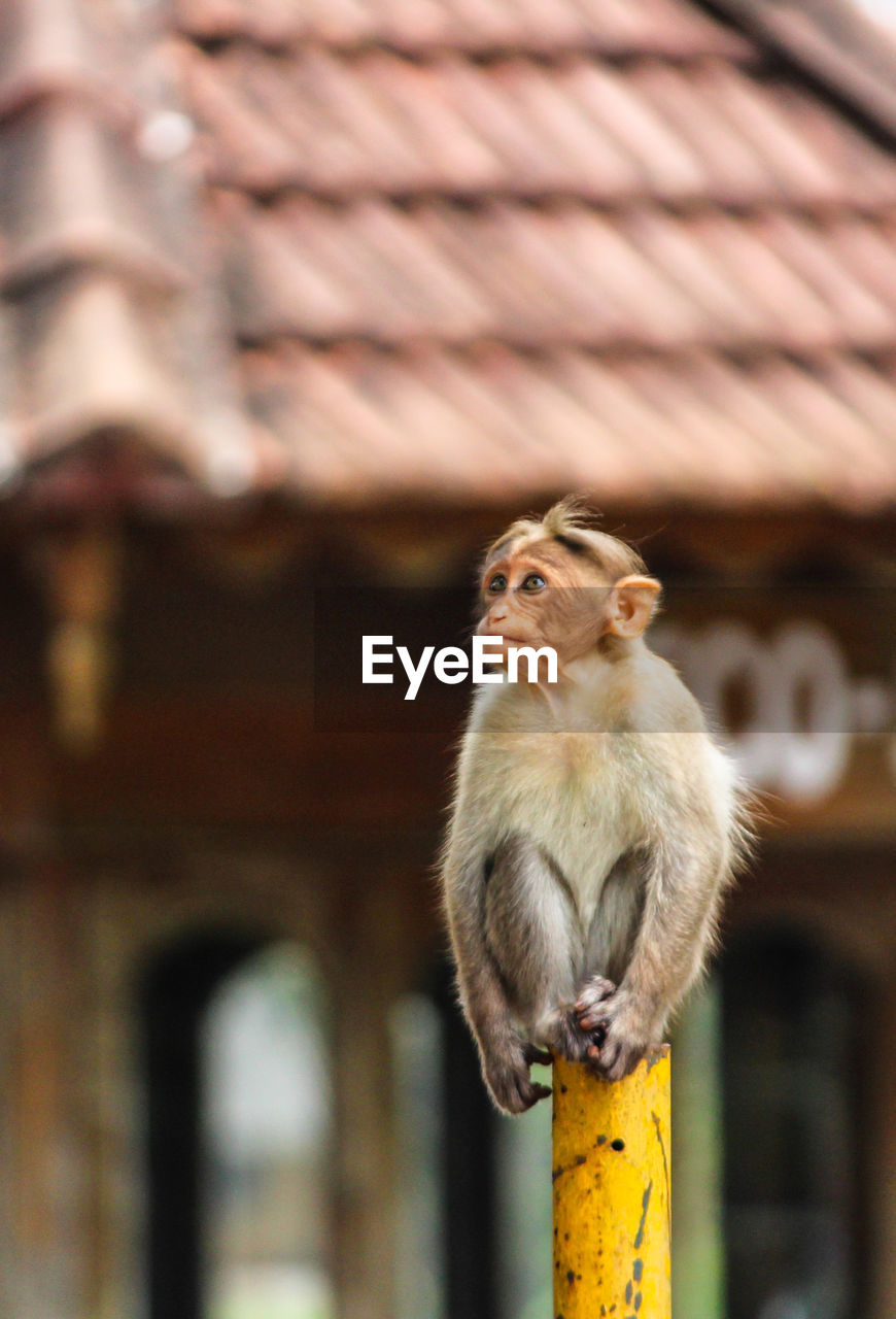 Monkey looking away while sitting on pole in city