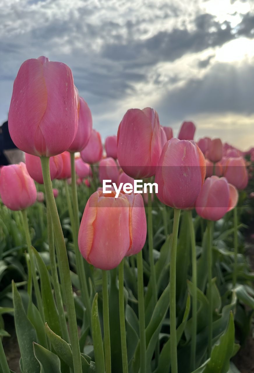 plant, flower, flowering plant, beauty in nature, freshness, nature, cloud, pink, tulip, growth, sky, close-up, petal, fragility, flower head, no people, inflorescence, land, springtime, landscape, outdoors, plant part, field, leaf, green, focus on foreground, red, environment, blossom, day, plant stem, flowerbed, summer, vibrant color, multi colored, sunlight