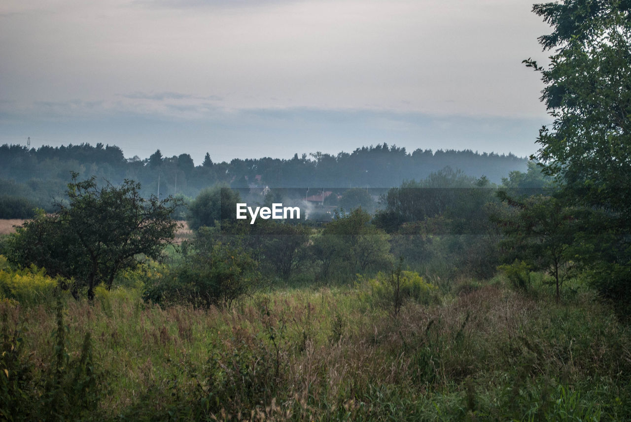 TREES ON LANDSCAPE