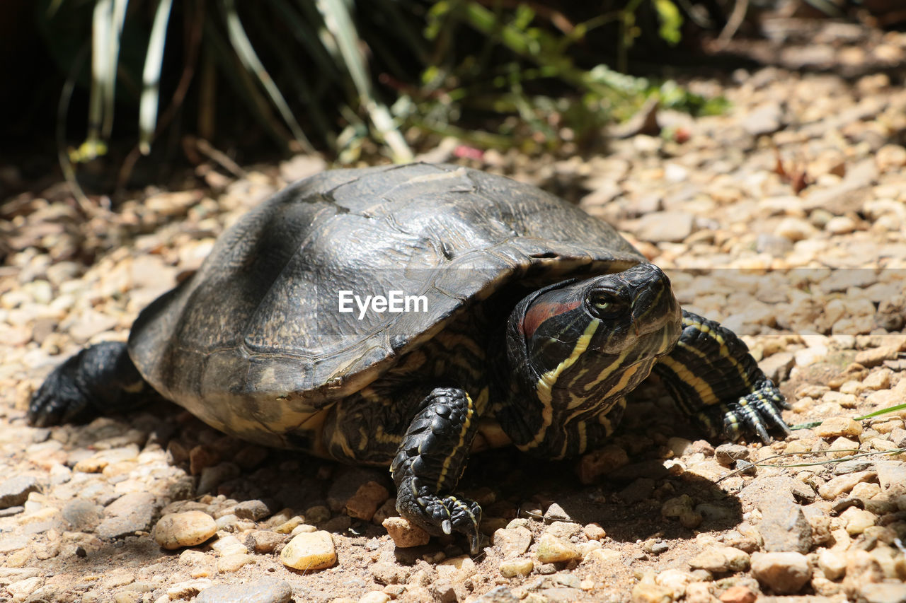 animal themes, turtle, animal, animal wildlife, reptile, tortoise, one animal, wildlife, shell, animal shell, nature, tortoise shell, land, no people, boredom, sea turtle, outdoors, sunlight, close-up, day