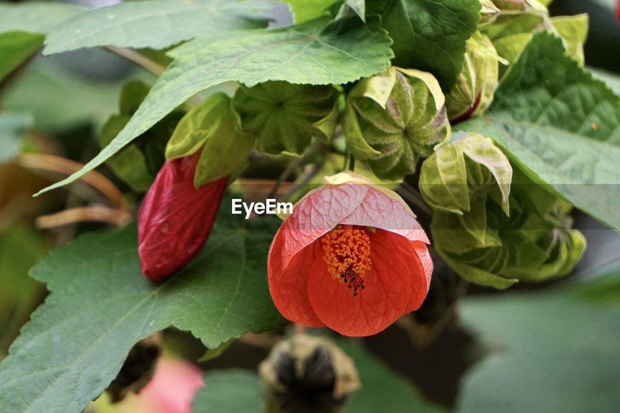 Close-up of red rose on leaves