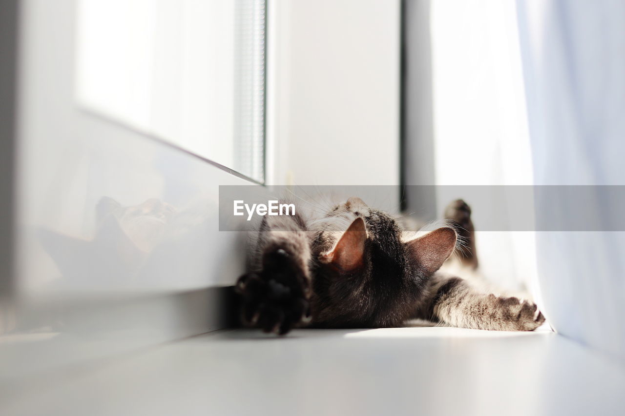 Cat resting on a window