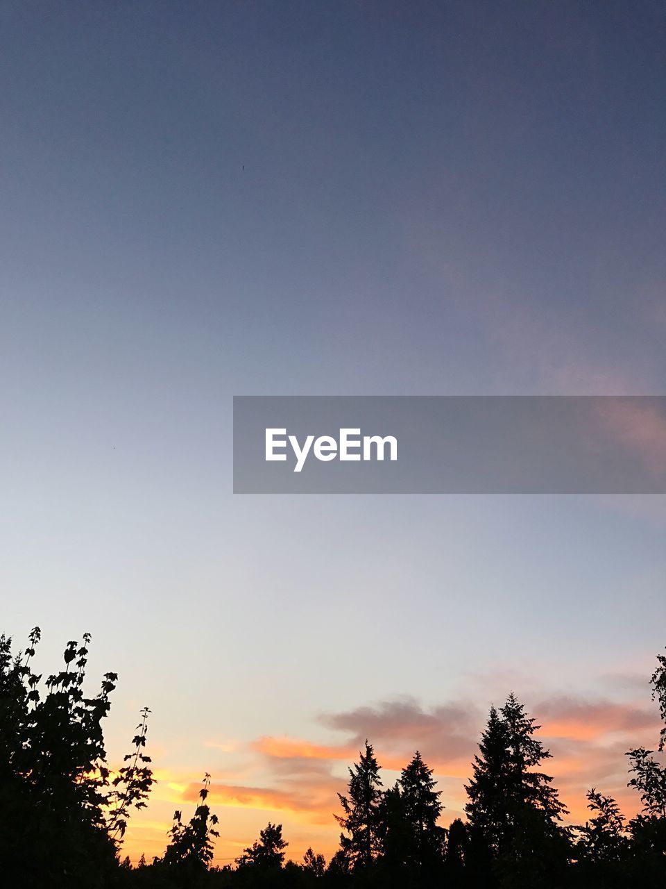 LOW ANGLE VIEW OF SILHOUETTE TREES AGAINST SKY