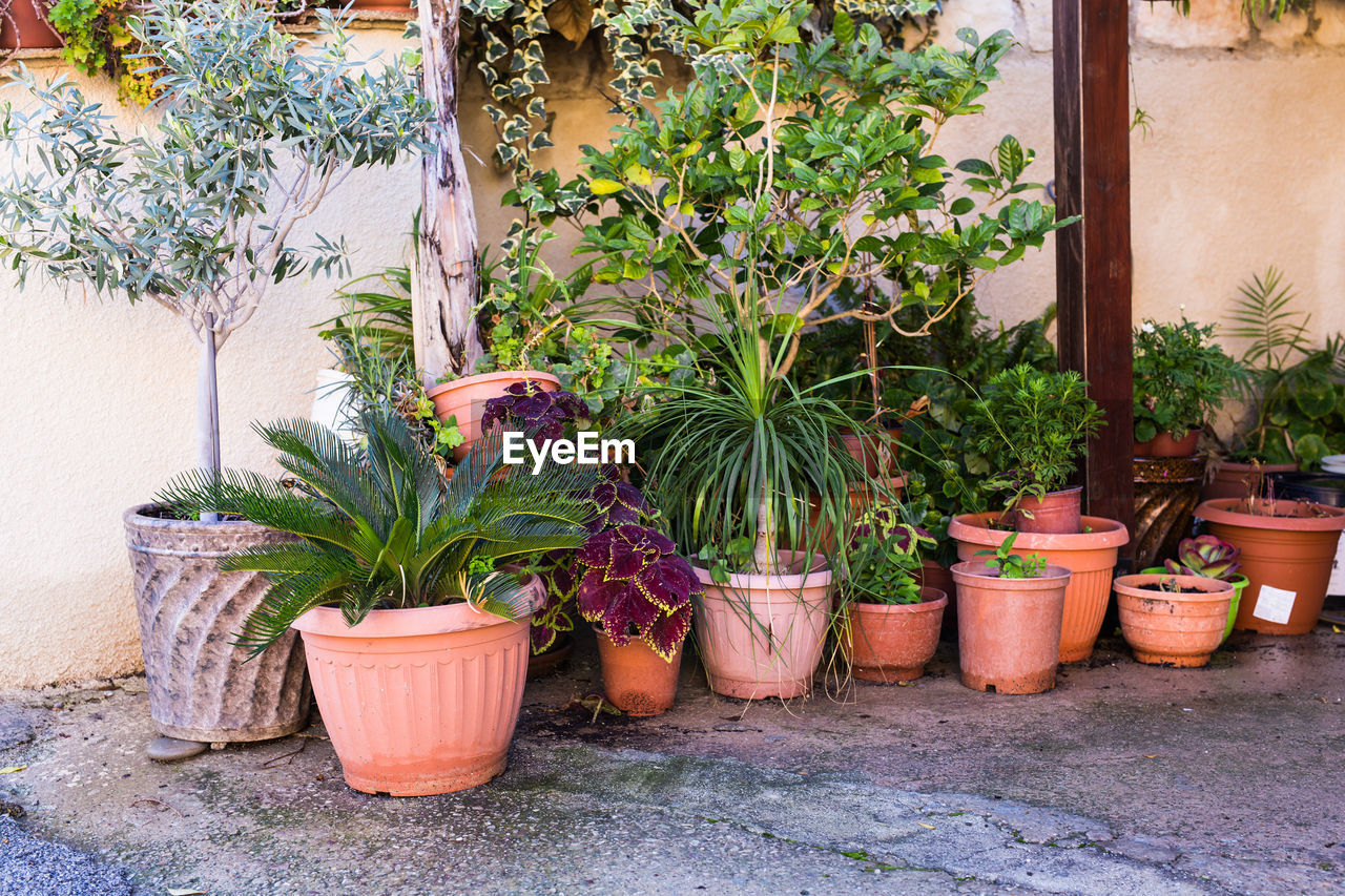 POTTED PLANTS IN YARD
