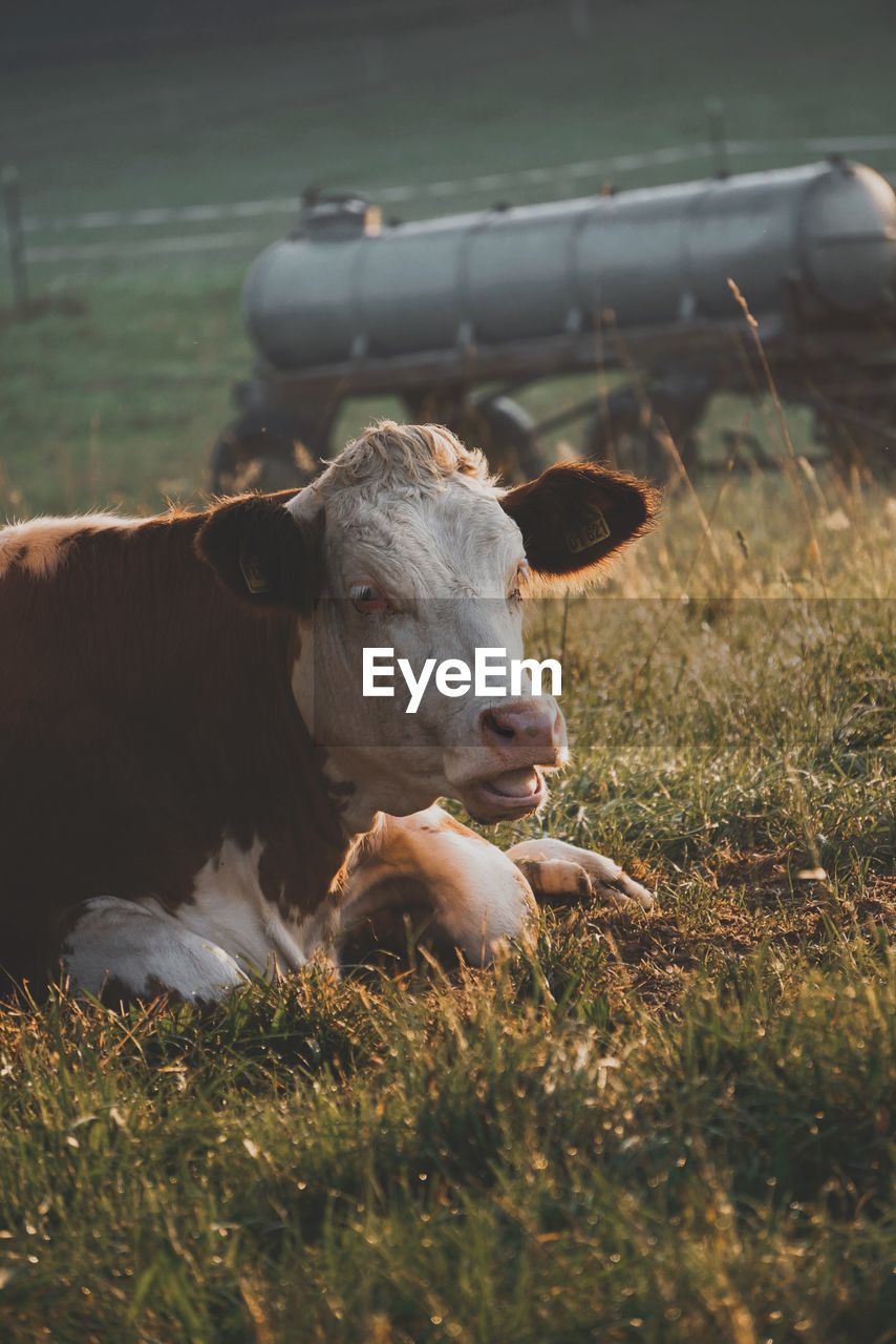 close-up of cow standing on field