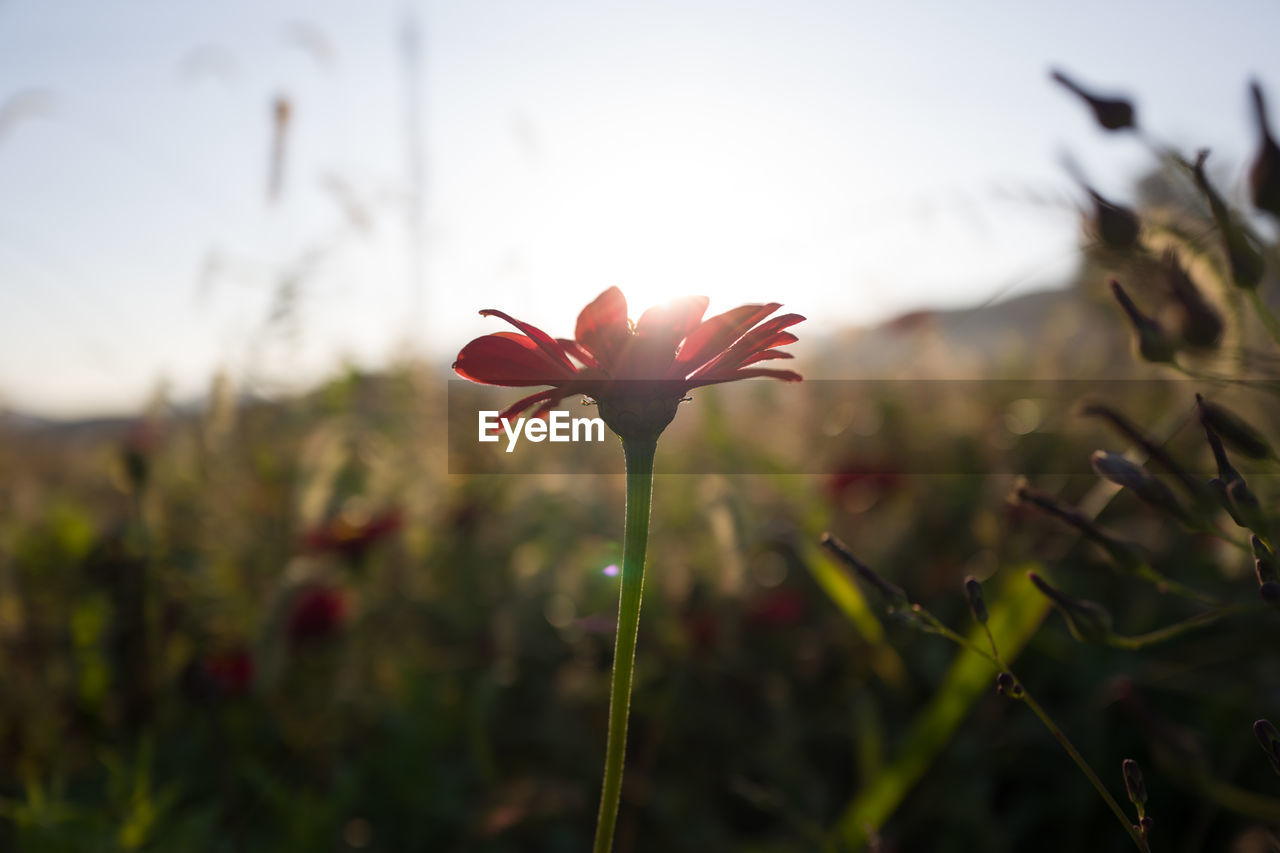 Close-up of red flowering plant