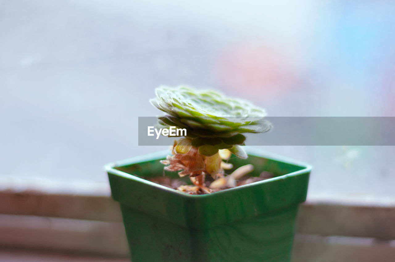 Close-up of succulent plant on table