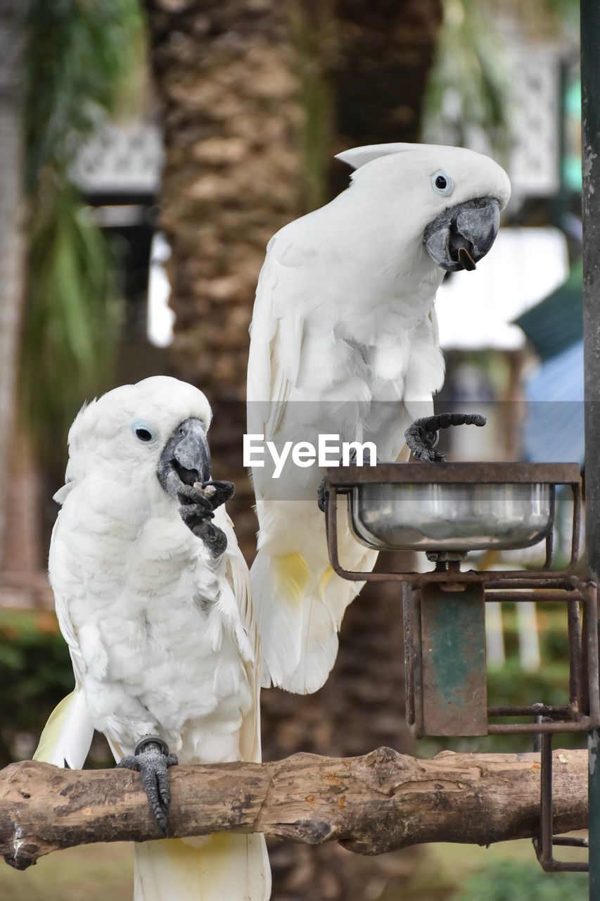 Two birds perching on wood