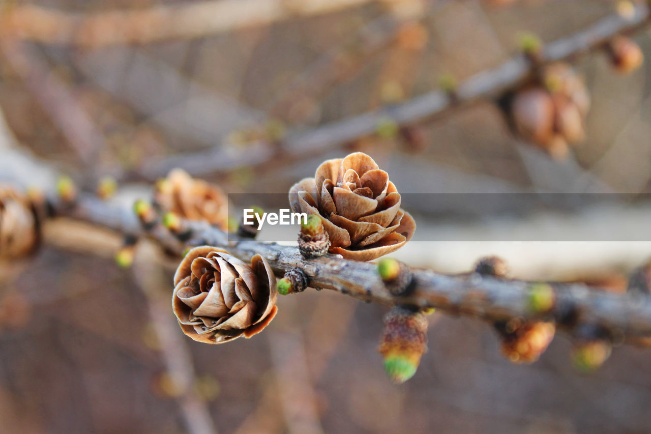 Saguenay, Québec, Canada Beauty In Nature Close-up Day Dry Focus On Foreground Fragility Freshness Nature No People Outdoors Plant