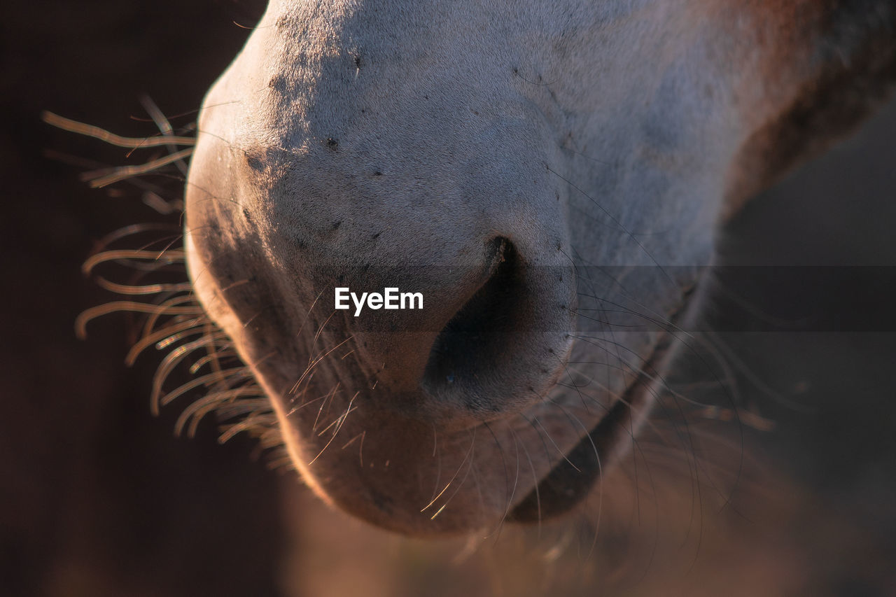 Close-up of horse nose