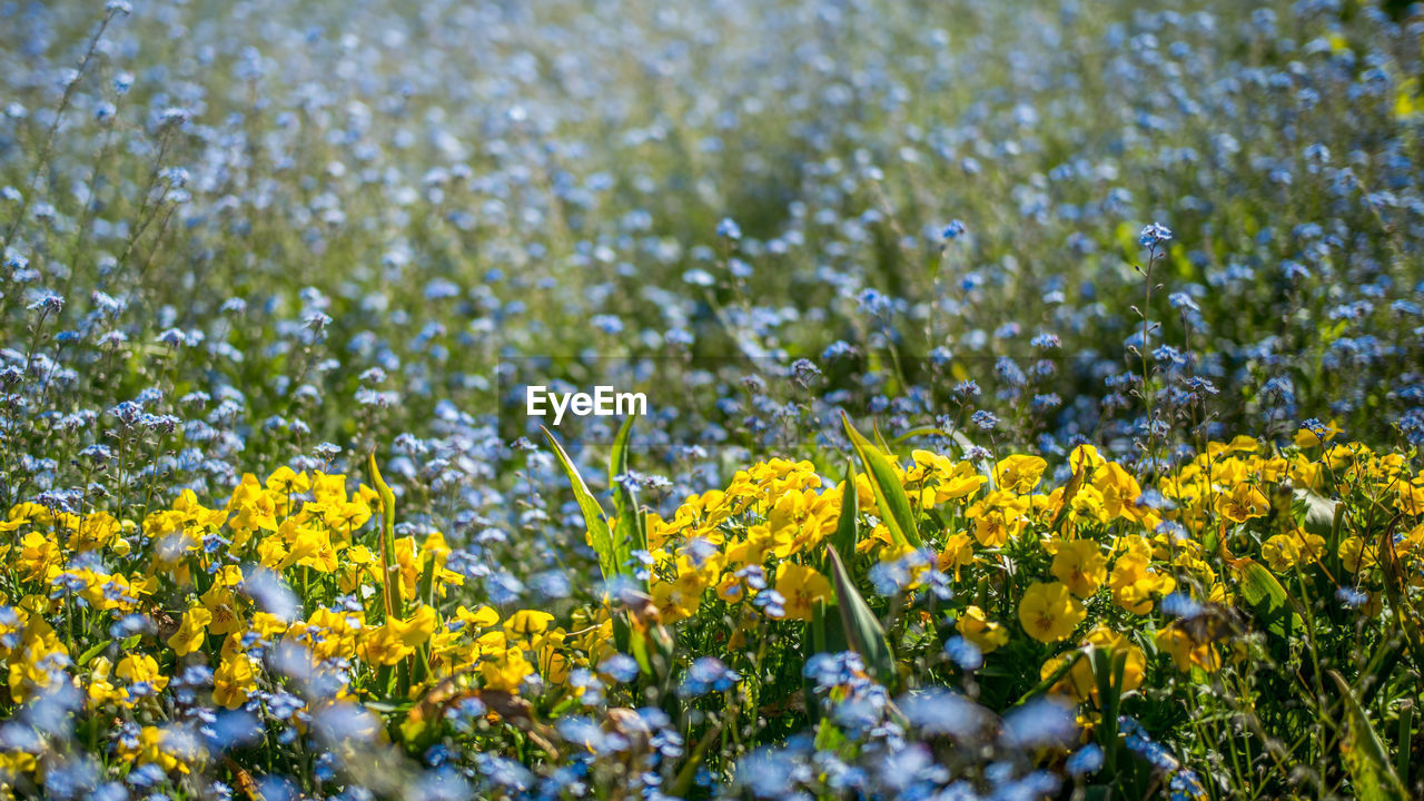 Close-up of yellow flowers growing in field