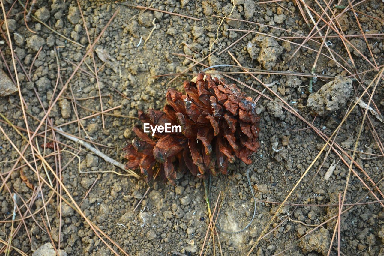 HIGH ANGLE VIEW OF DRIED PLANT ON FIELD DURING AUTUMN