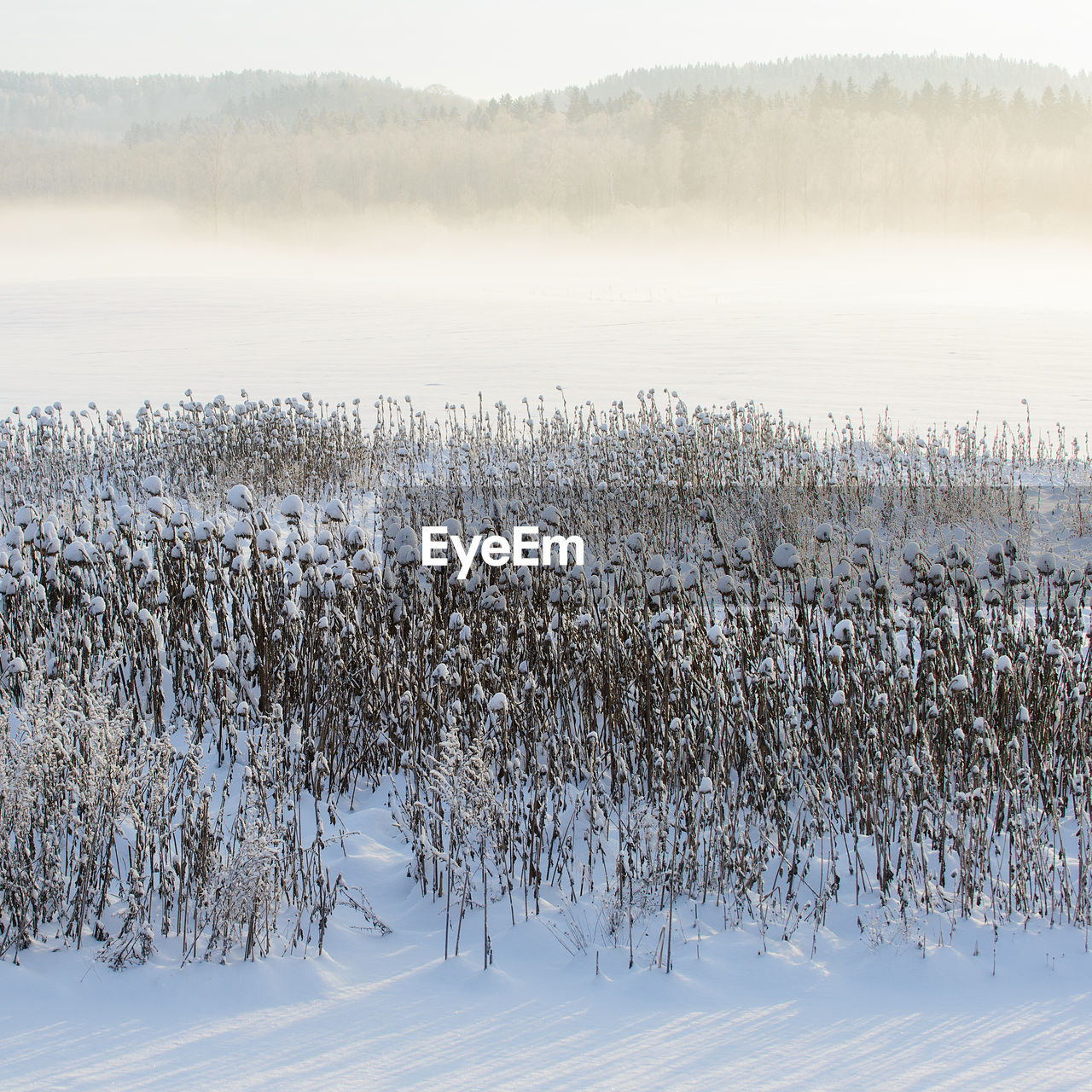 Frosty and snow covered reeds