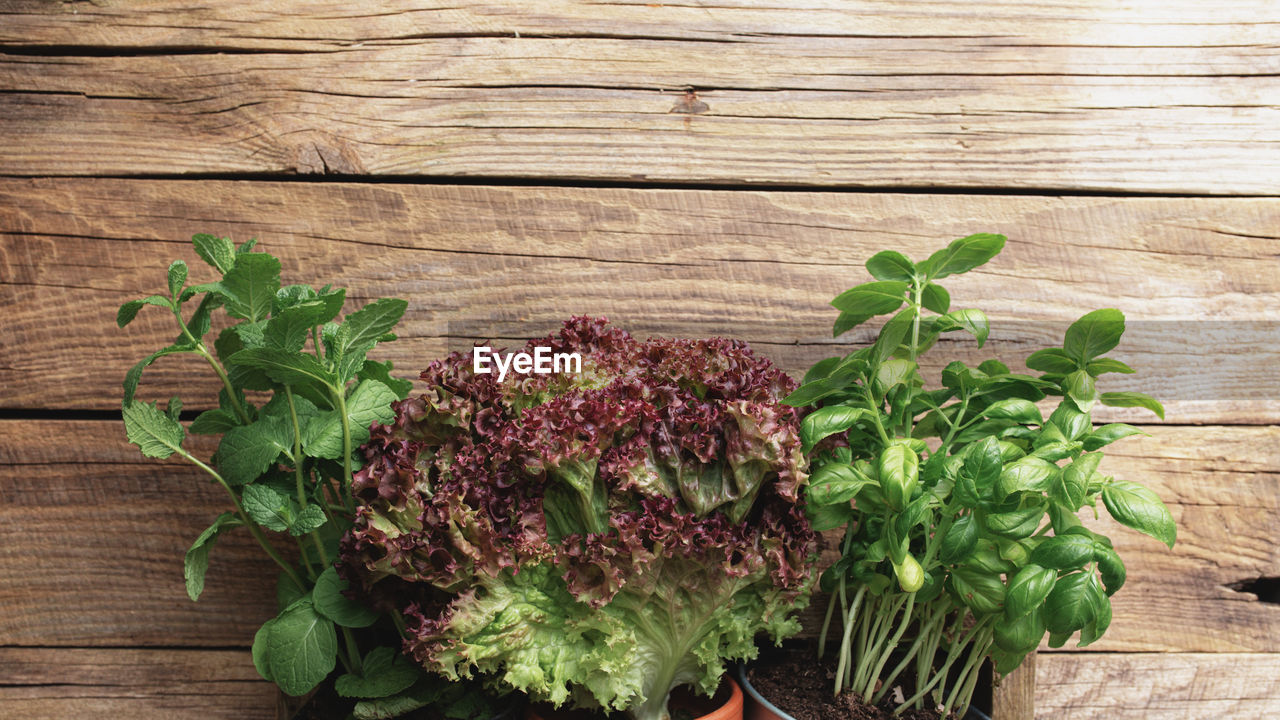 Gardening and healthy eating concept with different herbs and salad leaves on wooden background