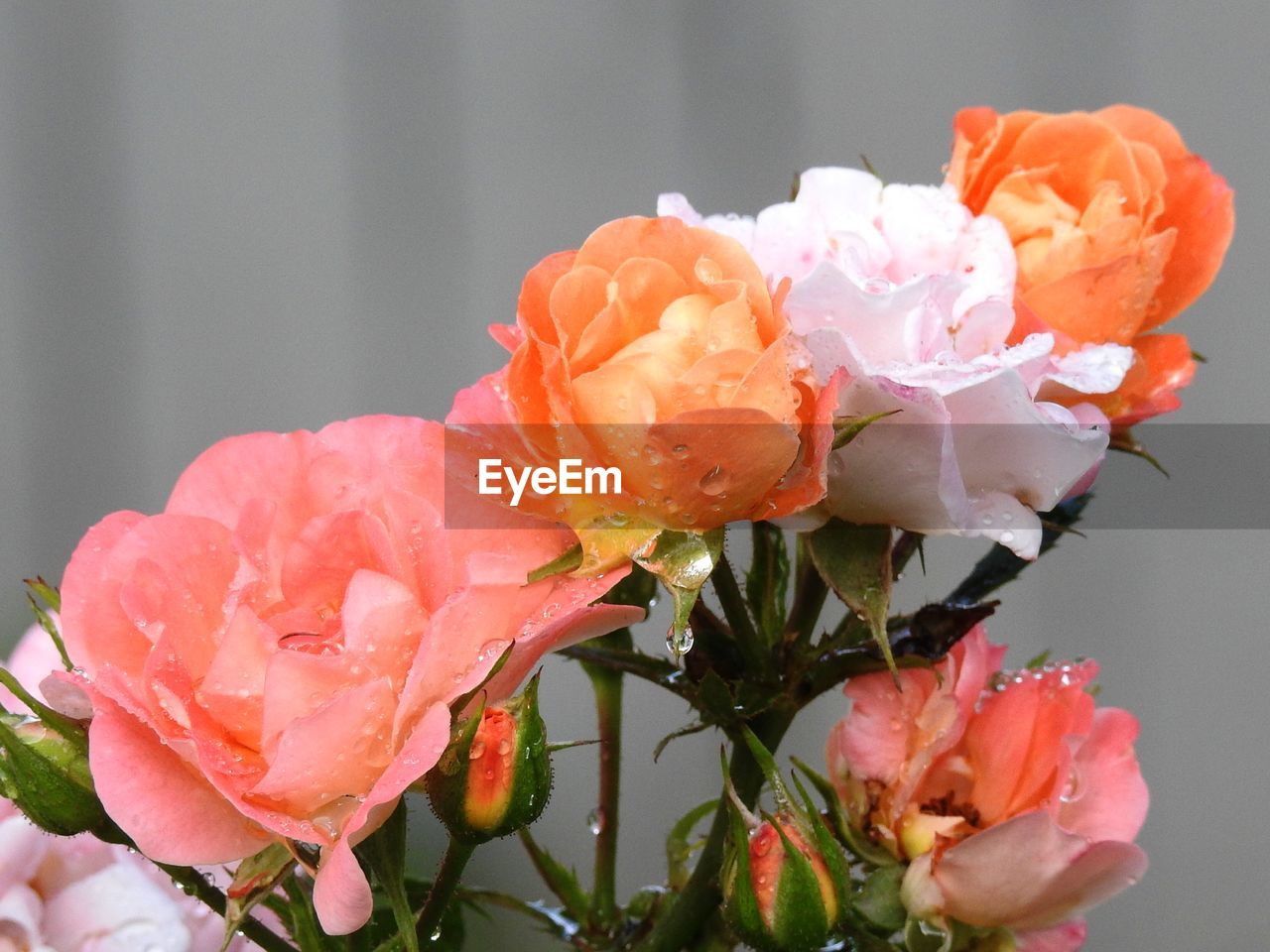 Close-up of wet roses blooming outdoors