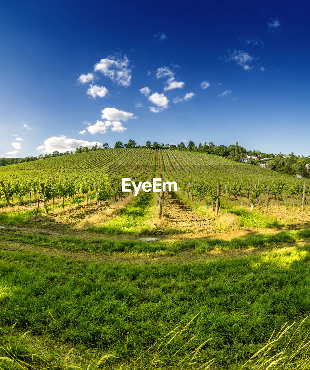 SCENIC VIEW OF FARM FIELD AGAINST SKY