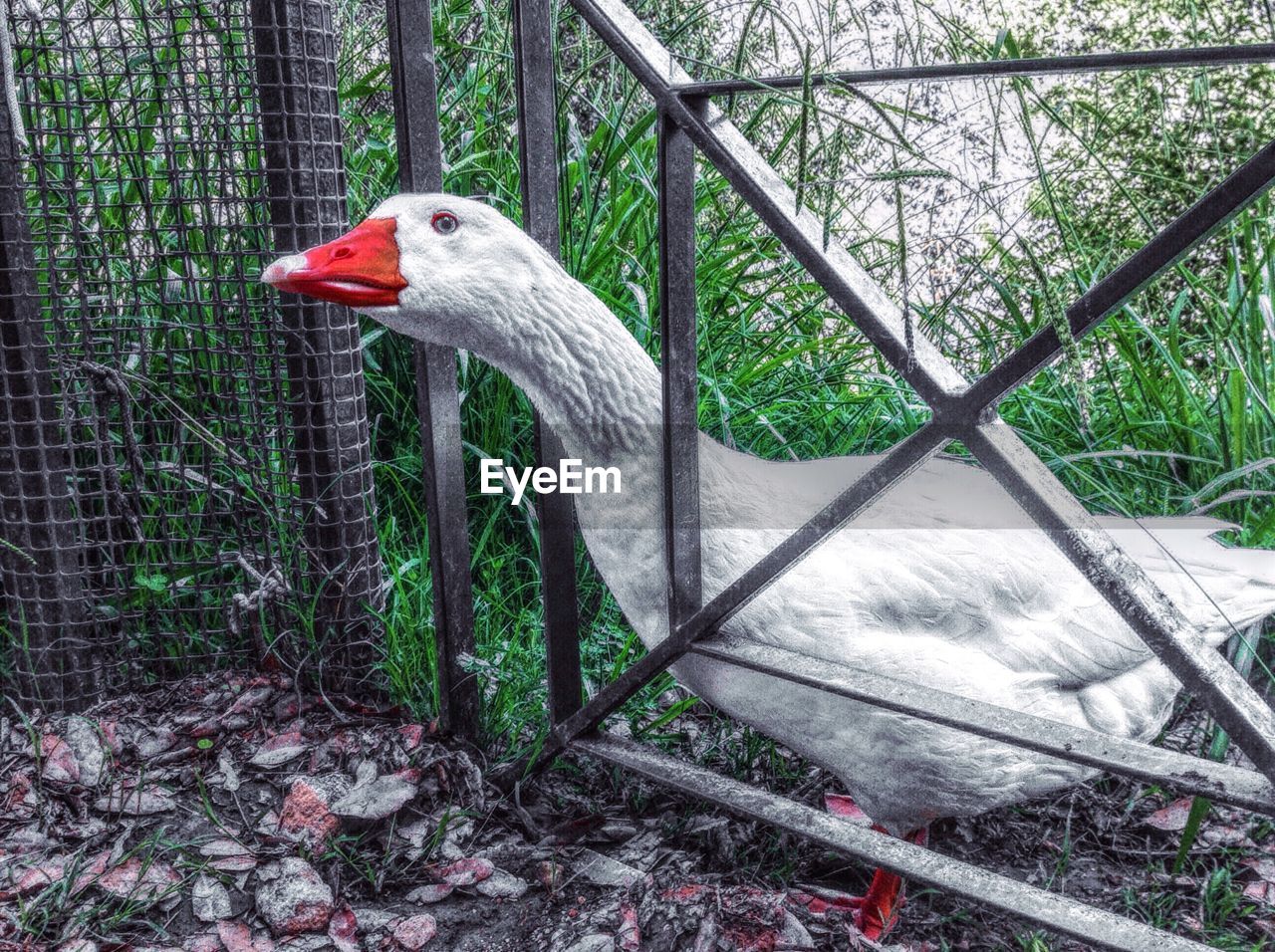 High angle view of goose looking through fence at zoo