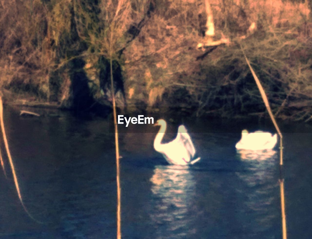 CLOSE-UP OF SWANS ON WATER