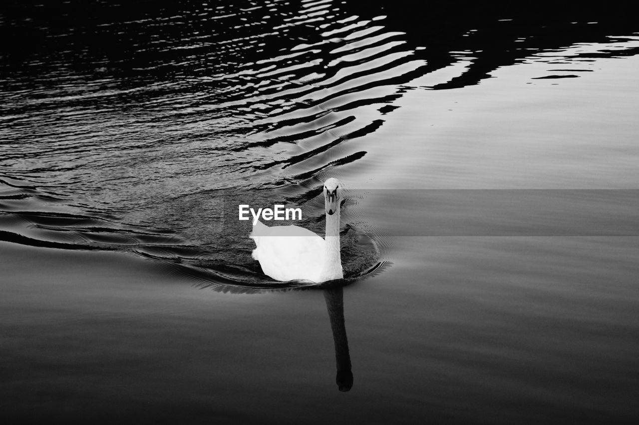 CLOSE-UP OF SWANS SWIMMING IN LAKE