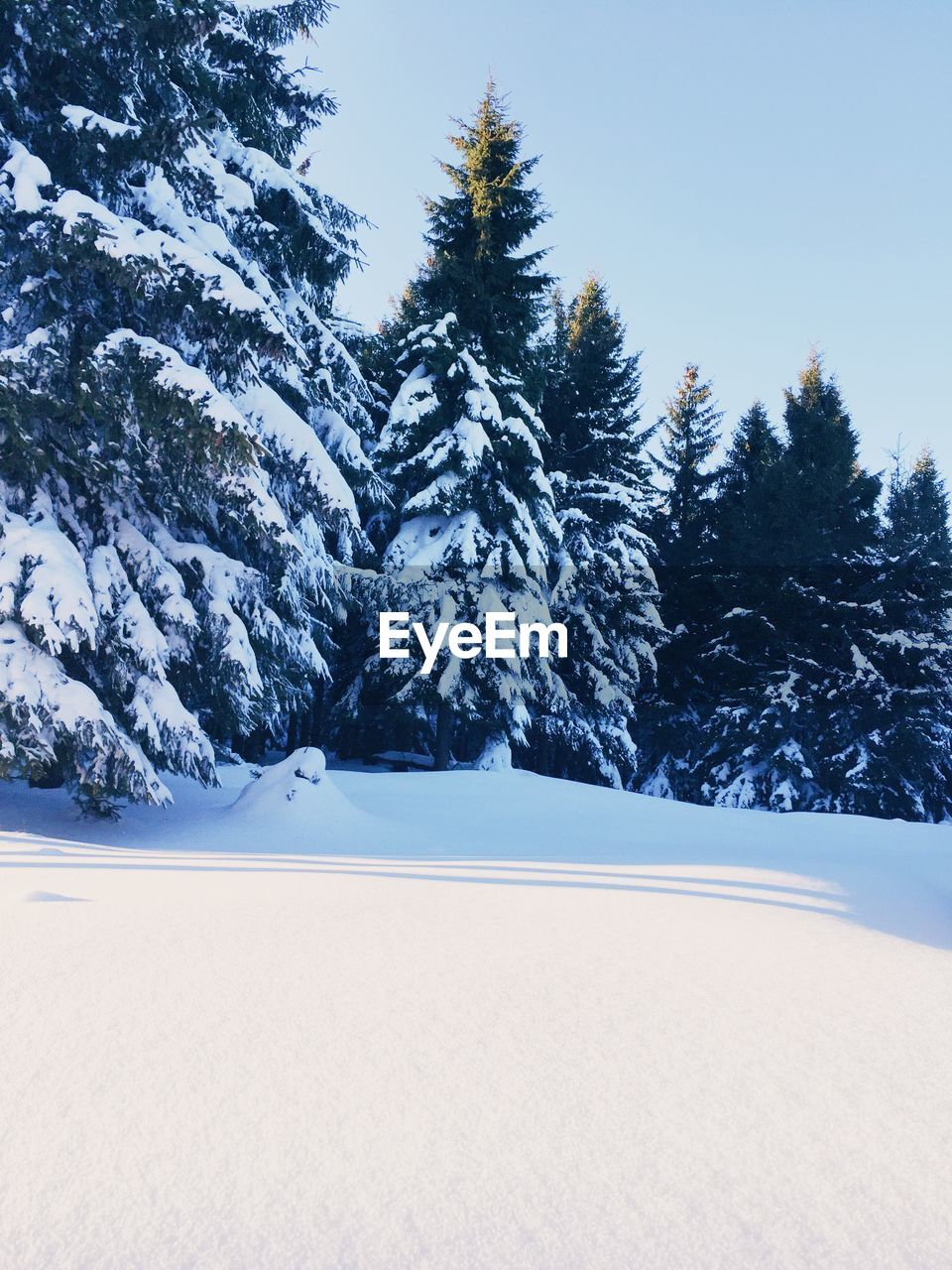Winter wonderland 