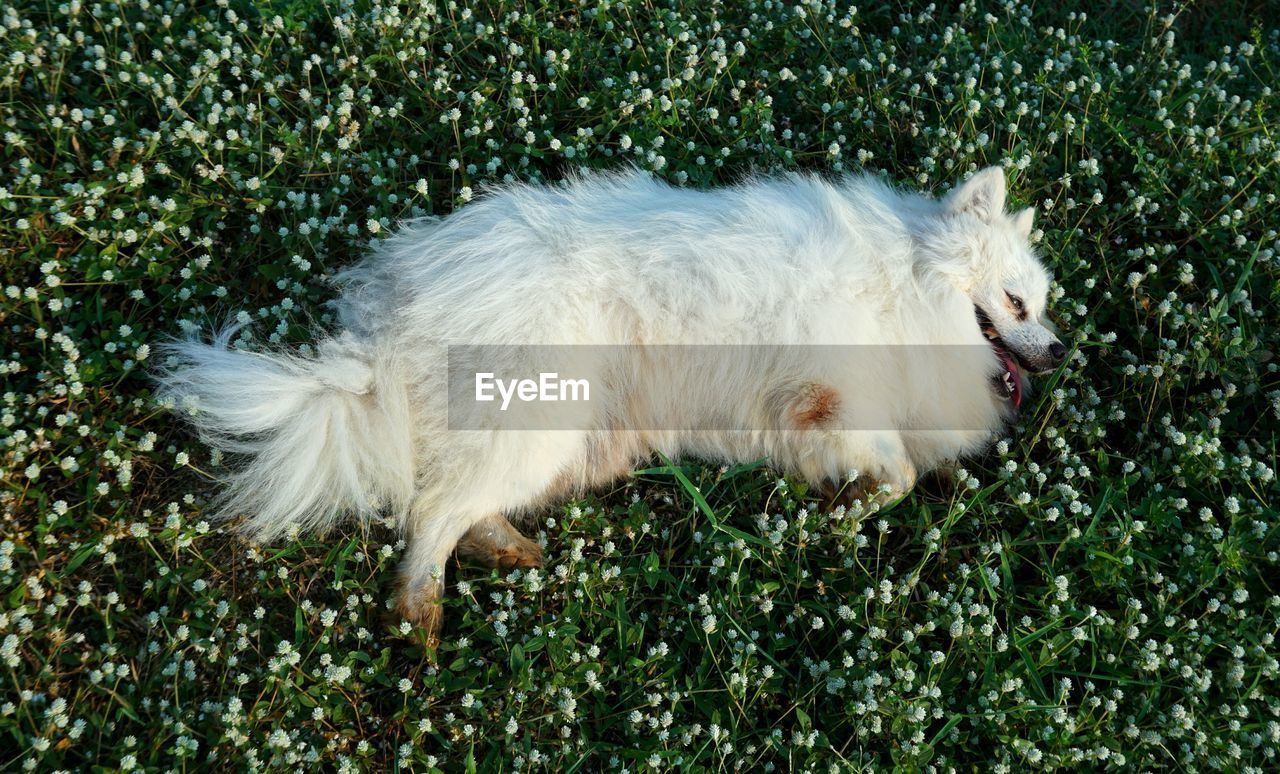 High angle view of dog lying on grassy field