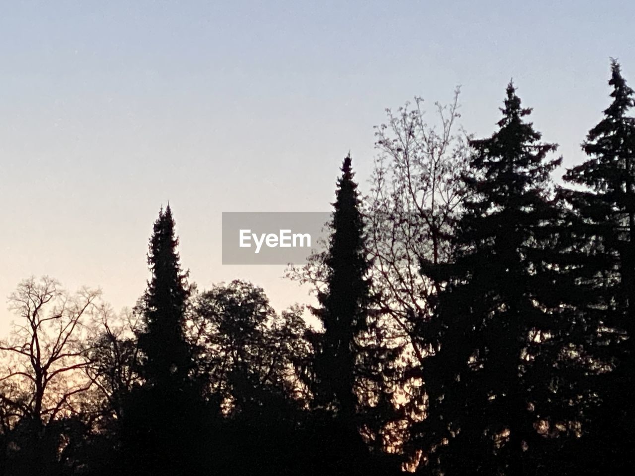 LOW ANGLE VIEW OF PINE TREES AGAINST SKY