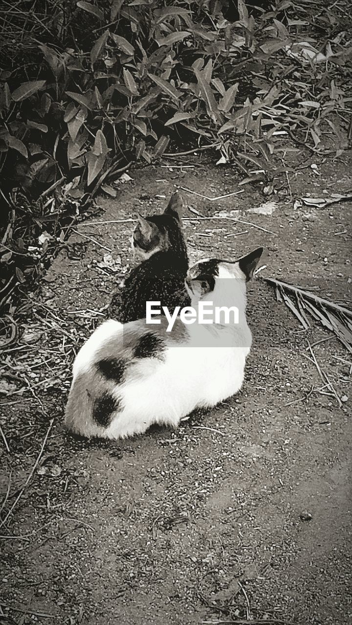 HIGH ANGLE VIEW OF CAT SITTING IN GRASS