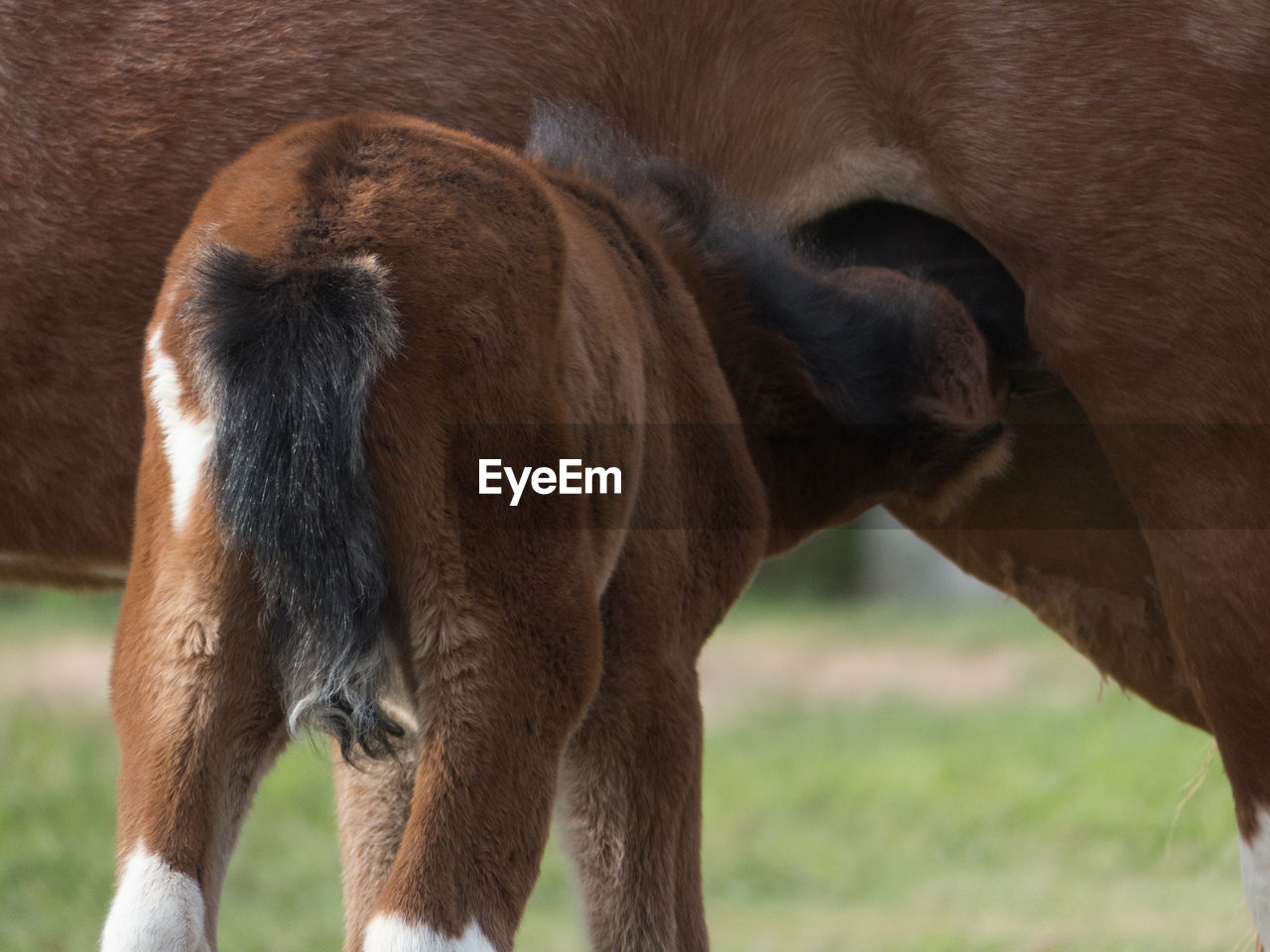 Close-up of a horse on field