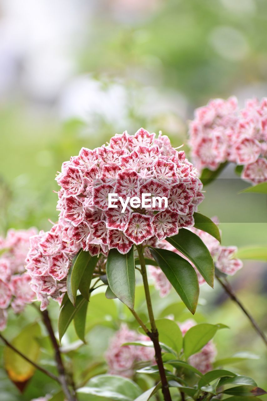 Close-up of pink flowers blooming outdoors