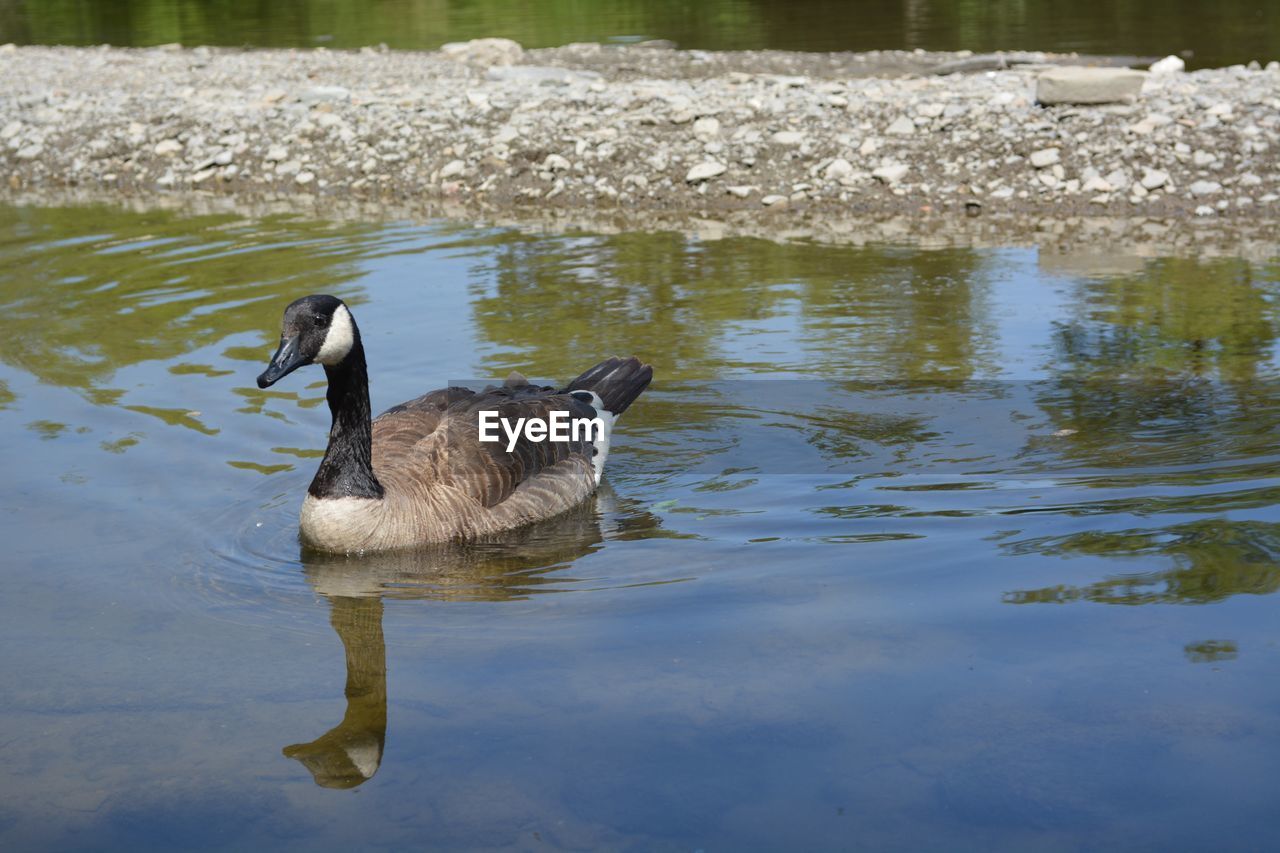 DUCK SWIMMING IN LAKE