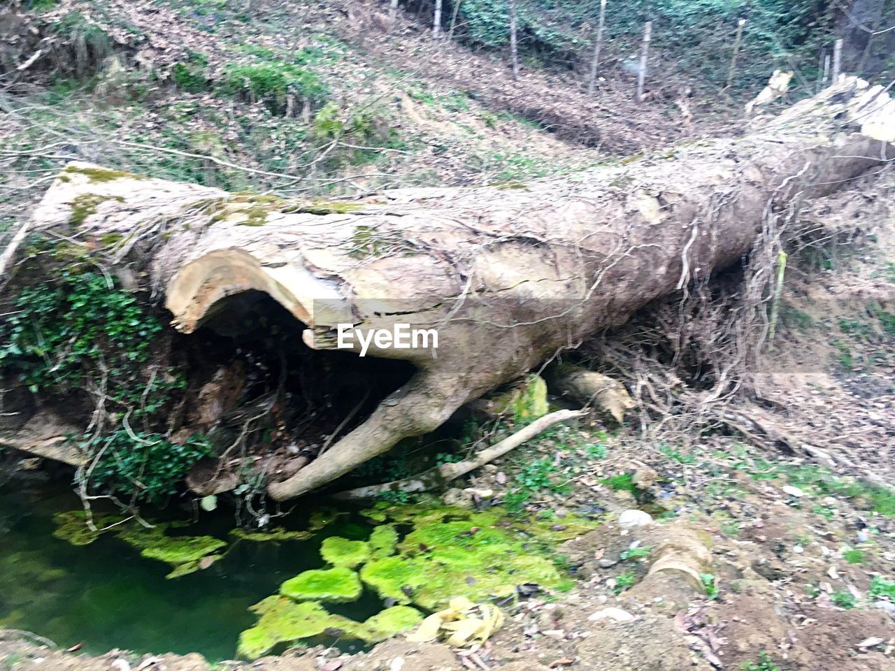 CLOSE-UP OF TURTLE ON TREE