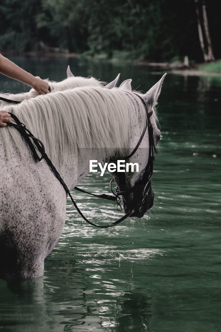 Horse standing in lake