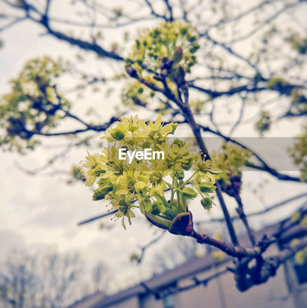 LOW ANGLE VIEW OF FLOWER TREE