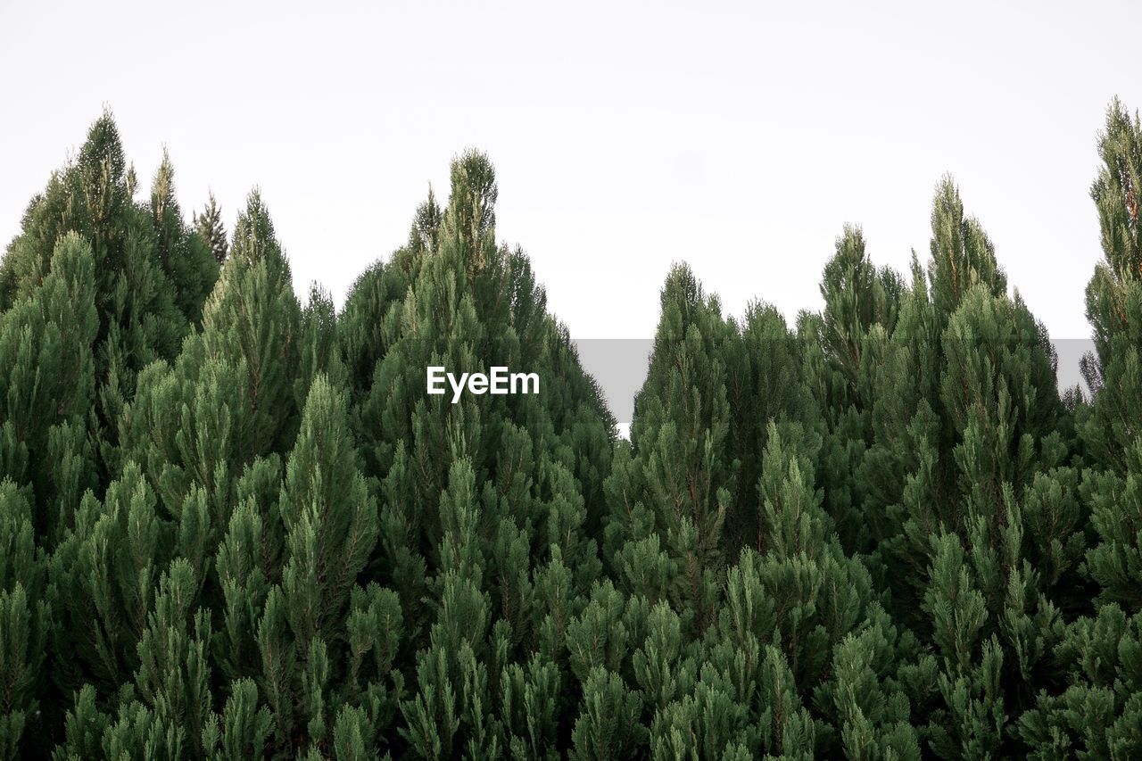 PANORAMIC VIEW OF TREES IN FOREST AGAINST SKY