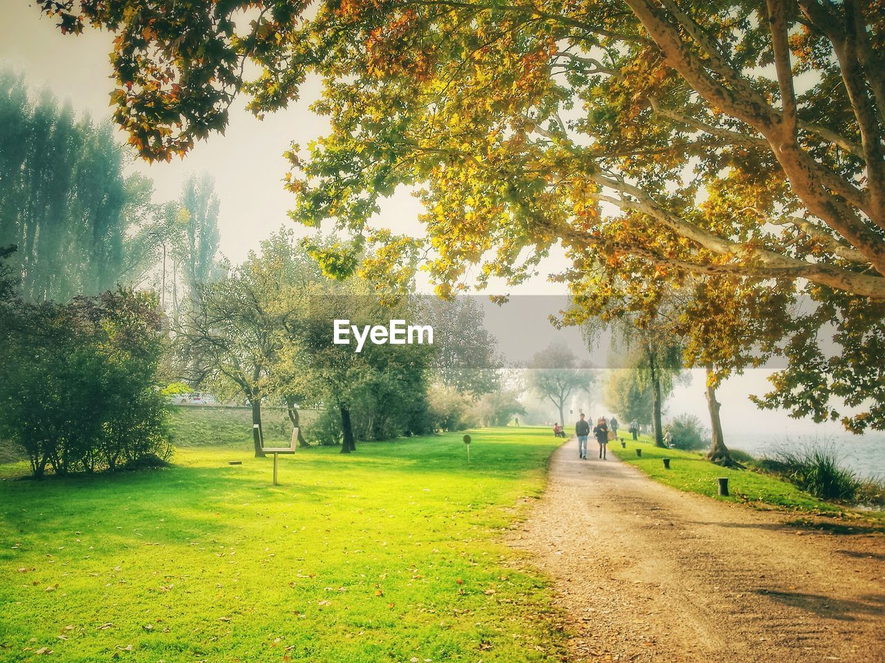 VIEW OF TREES GROWING IN PARK