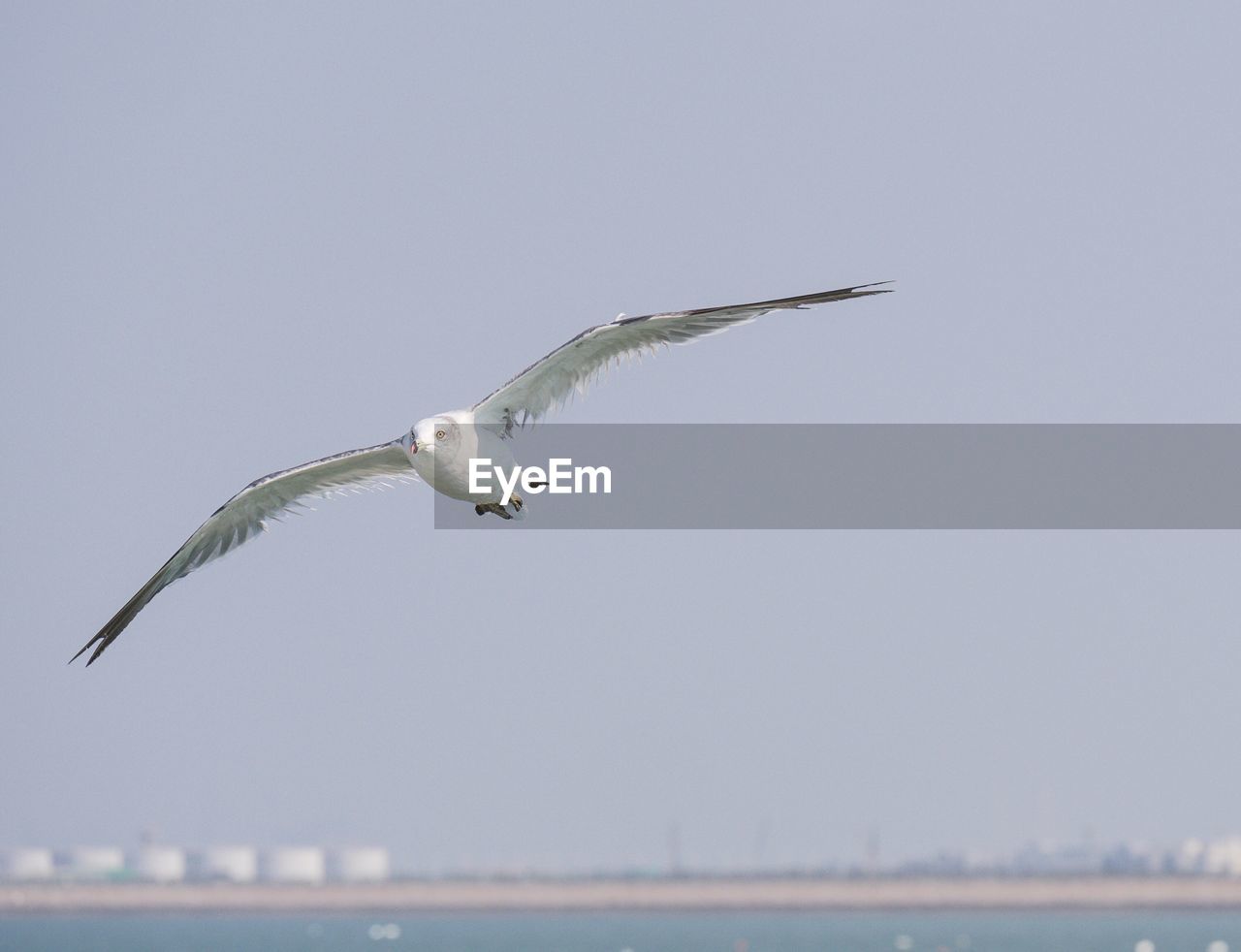 CLOSE-UP OF SEAGULL FLYING AGAINST CLEAR SKY