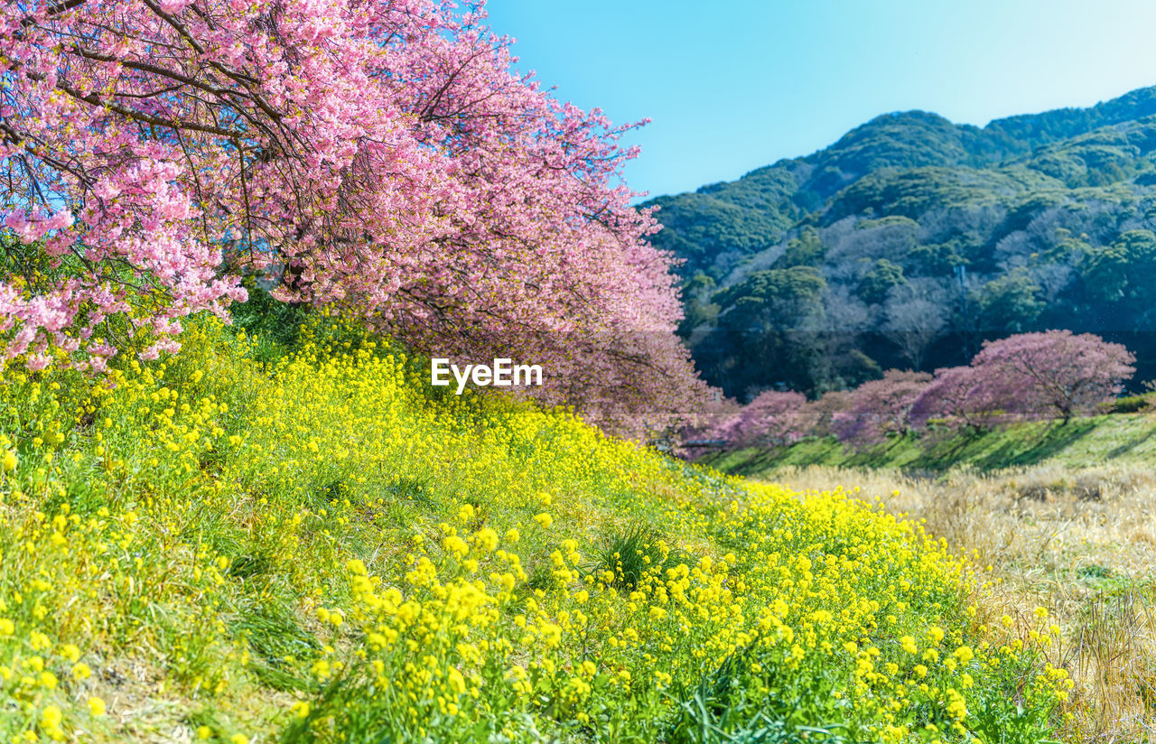 plant, beauty in nature, flower, flowering plant, growth, nature, landscape, tree, springtime, scenics - nature, blossom, land, freshness, environment, meadow, mountain, tranquility, sky, field, no people, tranquil scene, agriculture, rural scene, green, day, fragility, outdoors, yellow, pink, wildflower, idyllic, grass, sunlight, vegetation, non-urban scene, multi colored, blue