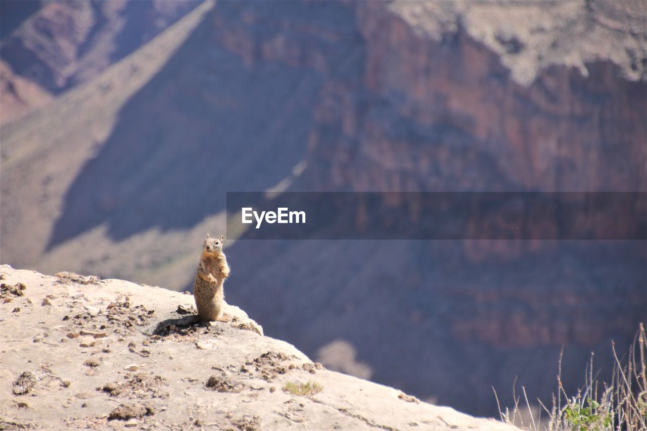 Squirrel in the grand canyon